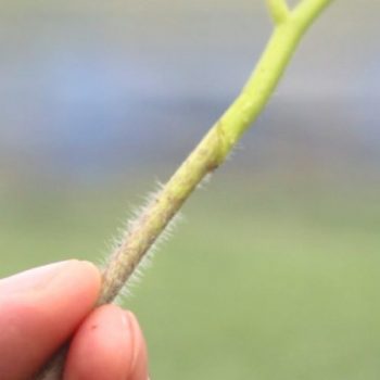 No Cualquier Injerto de Planta es Bueno