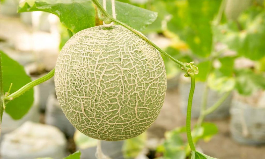 Injertos de melón. Información y beneficios