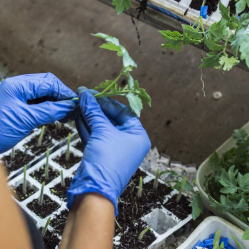 Cristalplant-Tomates-28