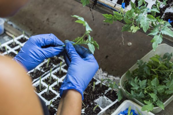 Cristalplant-Tomates-28