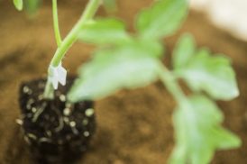 Cristalplant-Tomates-36-600x400