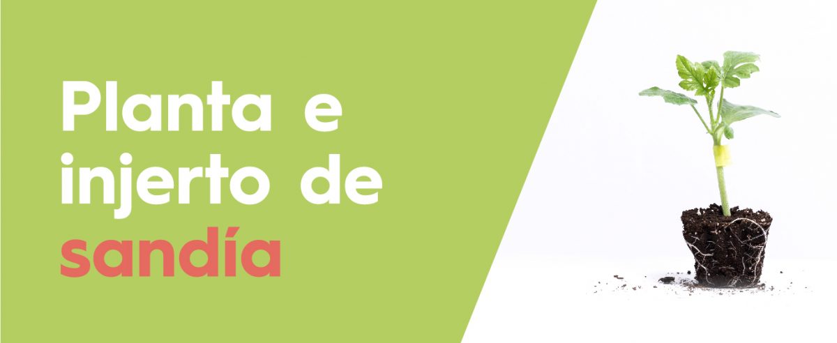Planta e Injerto de Sandía disponible – Grupo Cristalplant