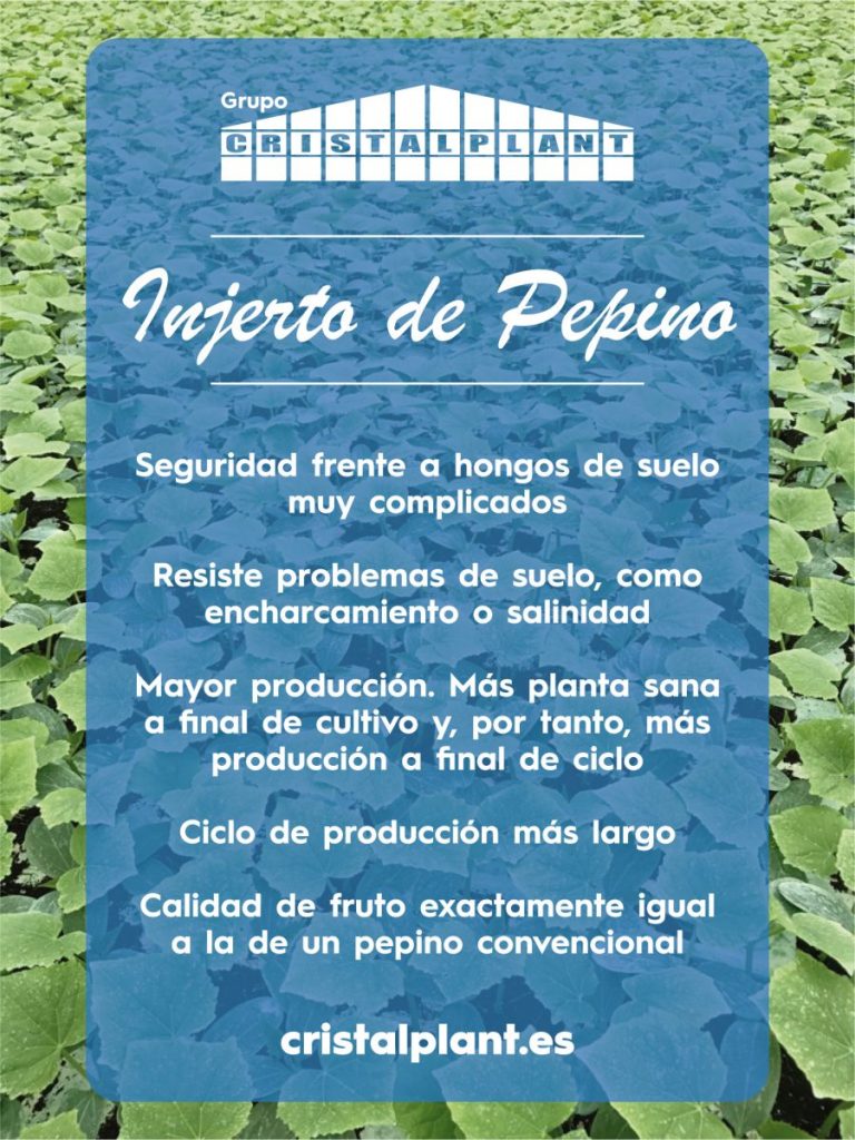 El pepino Injertado Mejor.